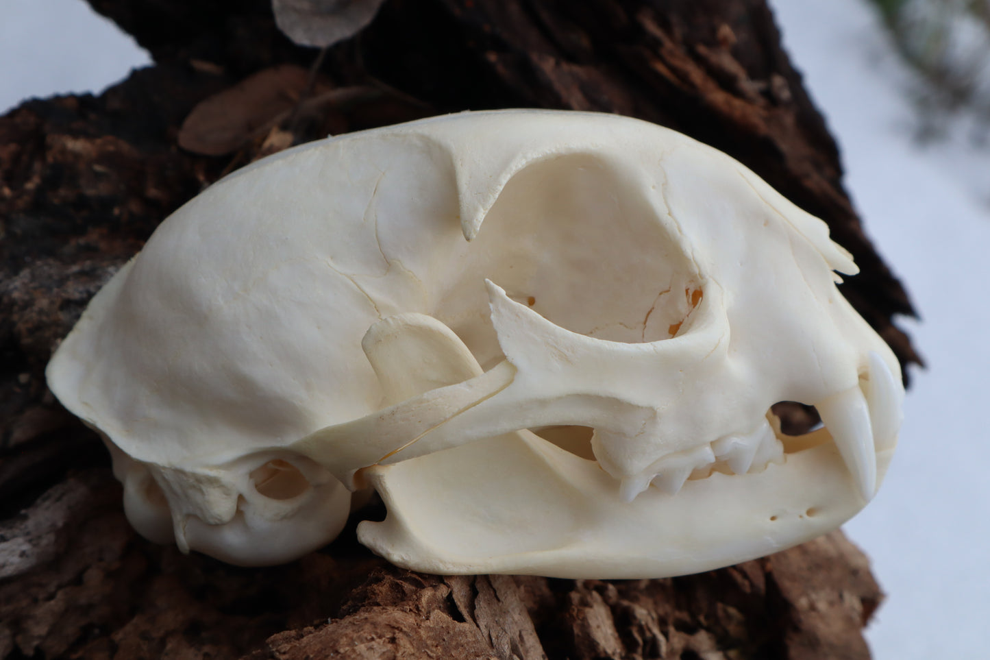 Bobcat Skull