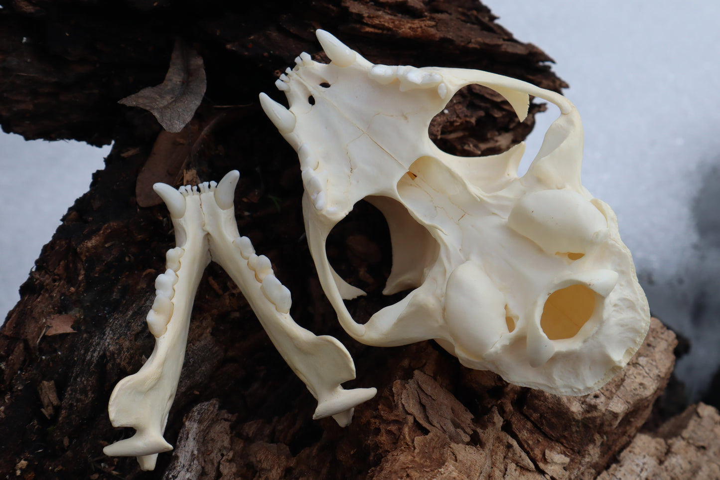 Bobcat Skull