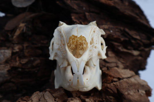 Jack Rabbit Skull