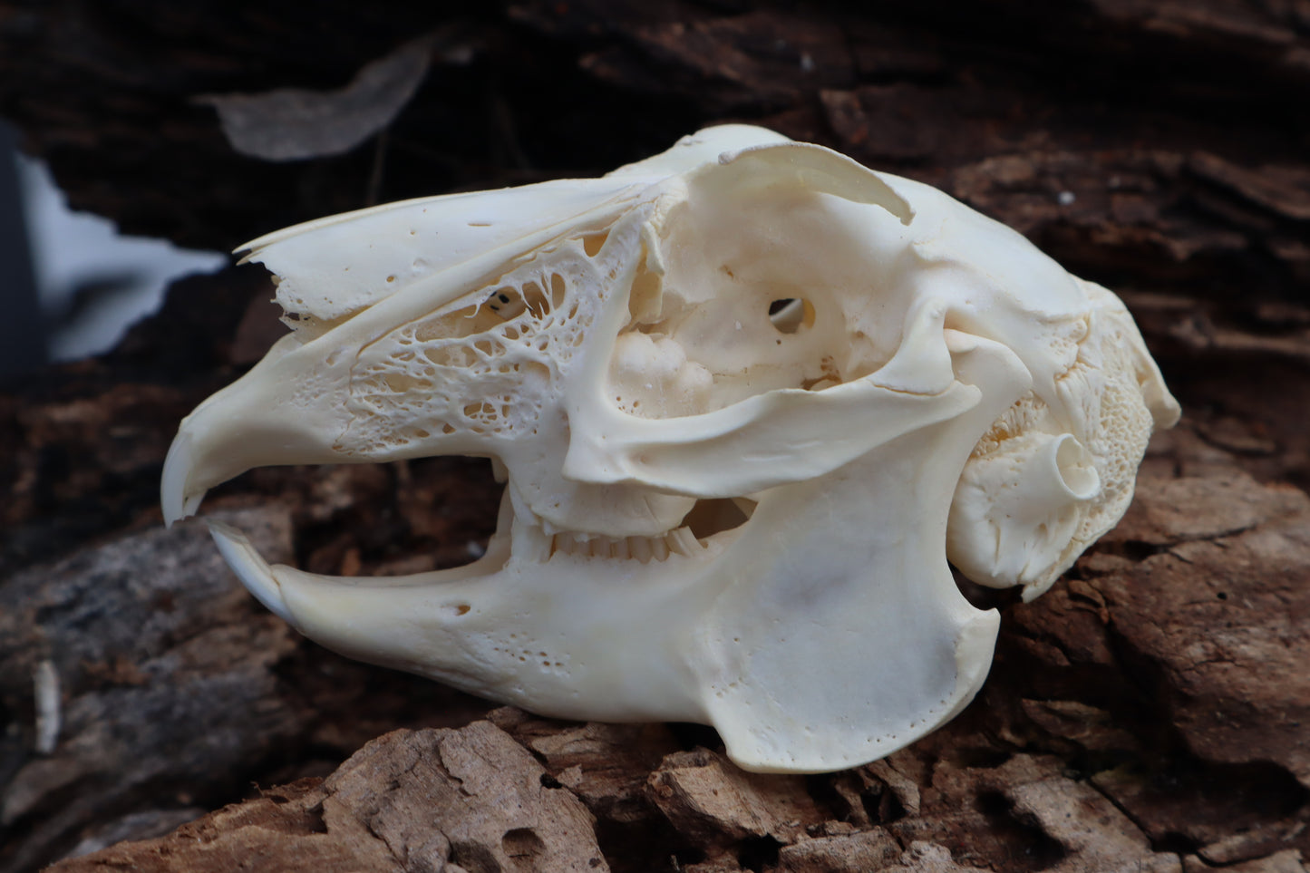 Jack Rabbit Skull