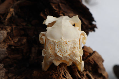 Jack Rabbit Skull
