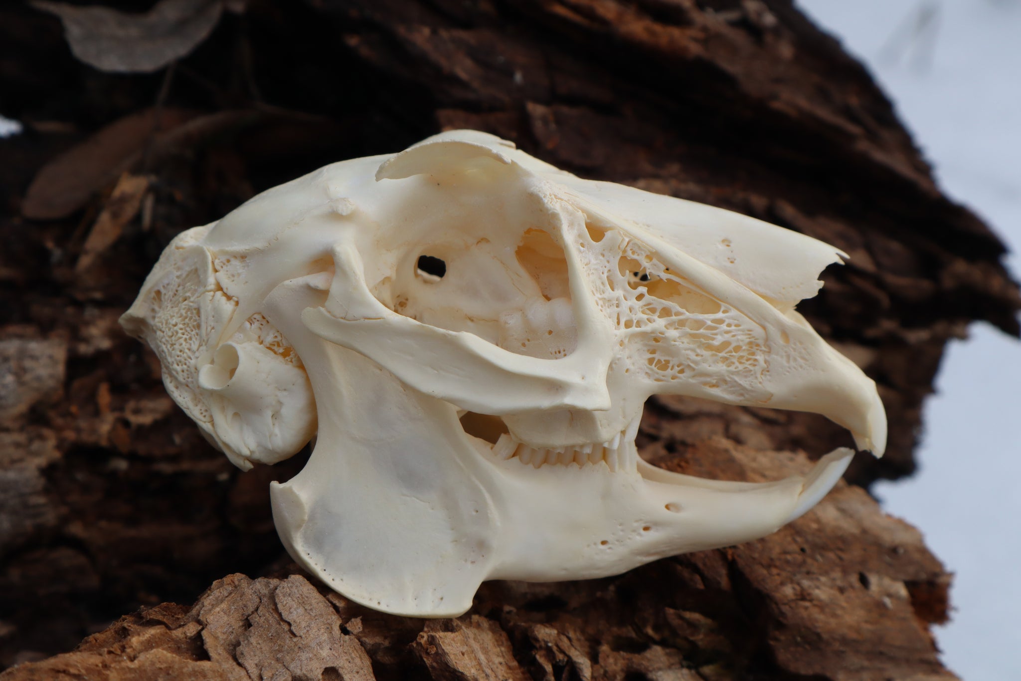 Jack Rabbit Skull