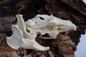 Jack Rabbit Skull