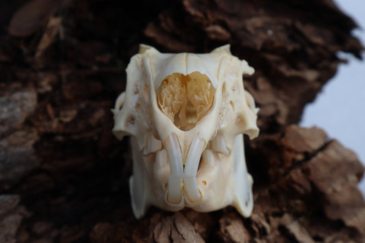 Craft Jack Rabbit Skull