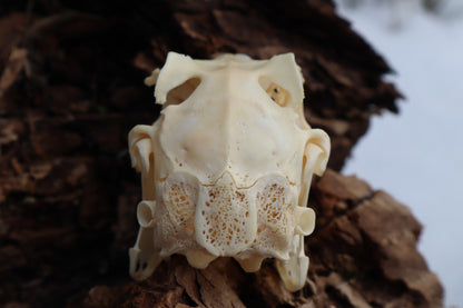 Craft Jack Rabbit Skull