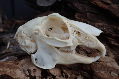 Craft Jack Rabbit Skull