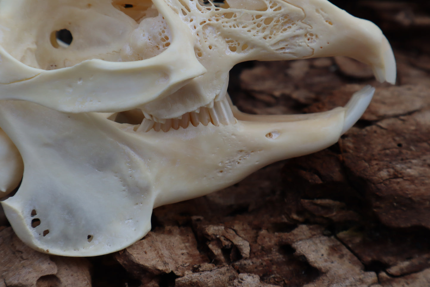 Craft Jack Rabbit Skull