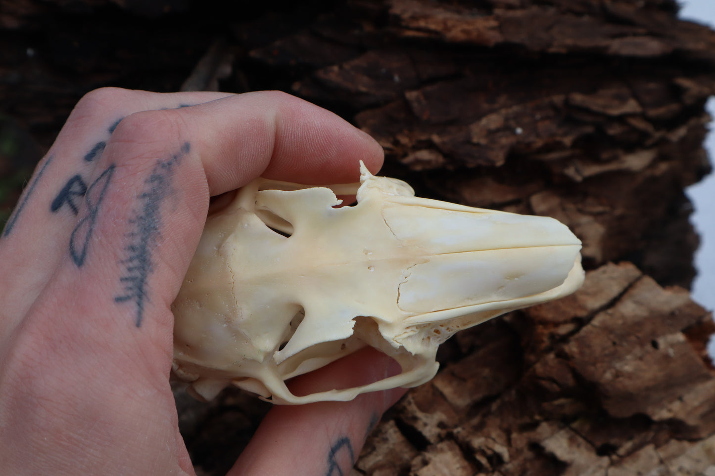 Craft Jack Rabbit Skull