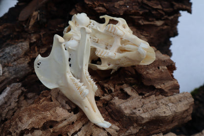 Craft Jack Rabbit Skull