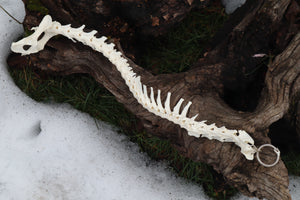 Red Fox Spinal Column Articulation