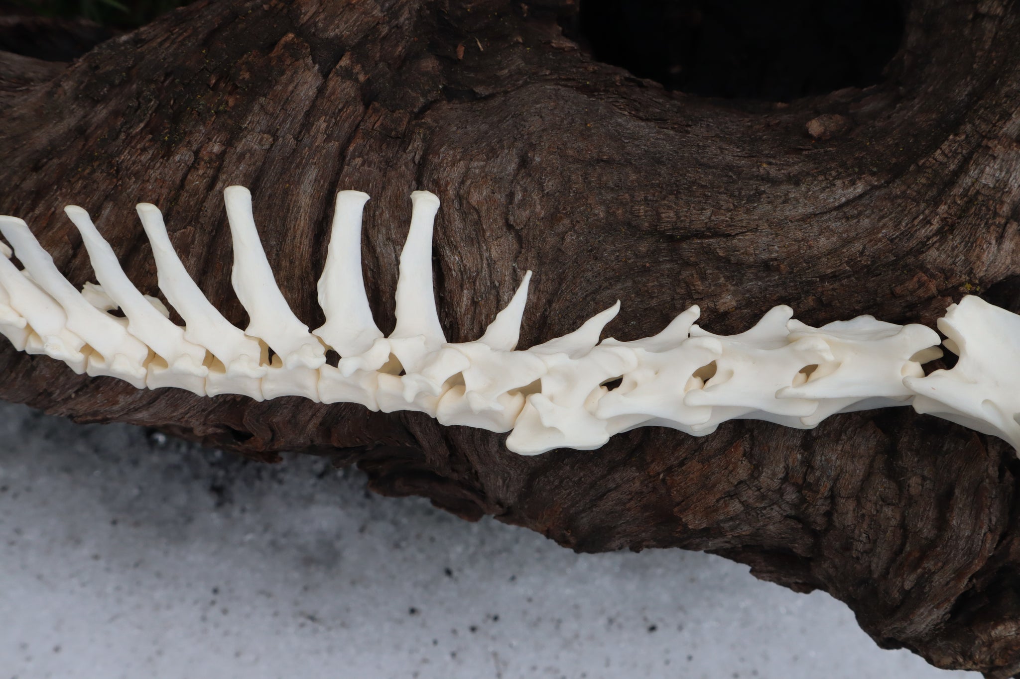 Red Fox Spinal Column Articulation