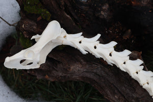 Red Fox Spinal Column Articulation