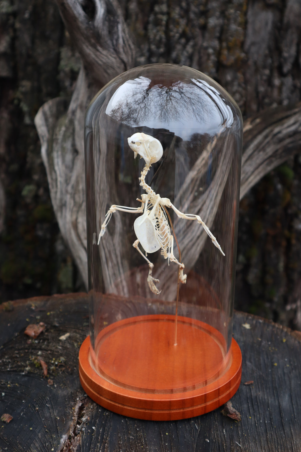 Articulated Parakeet Skeleton