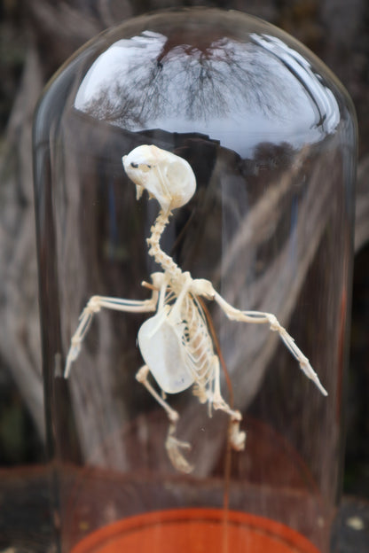 Articulated Parakeet Skeleton