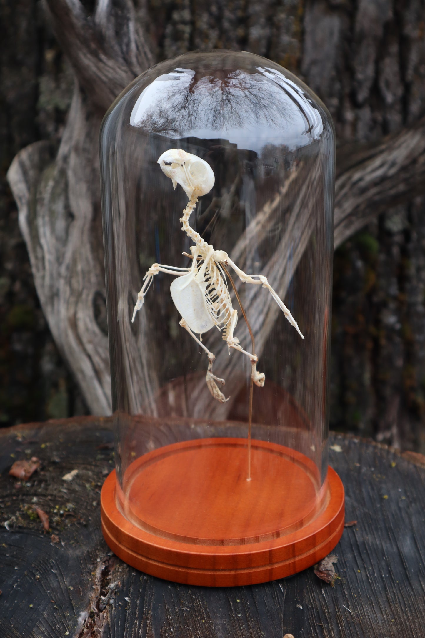 Articulated Parakeet Skeleton