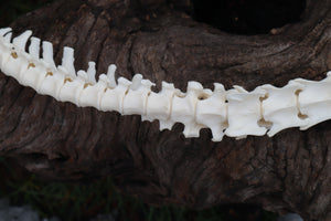 Red Fox Spinal Column Articulation