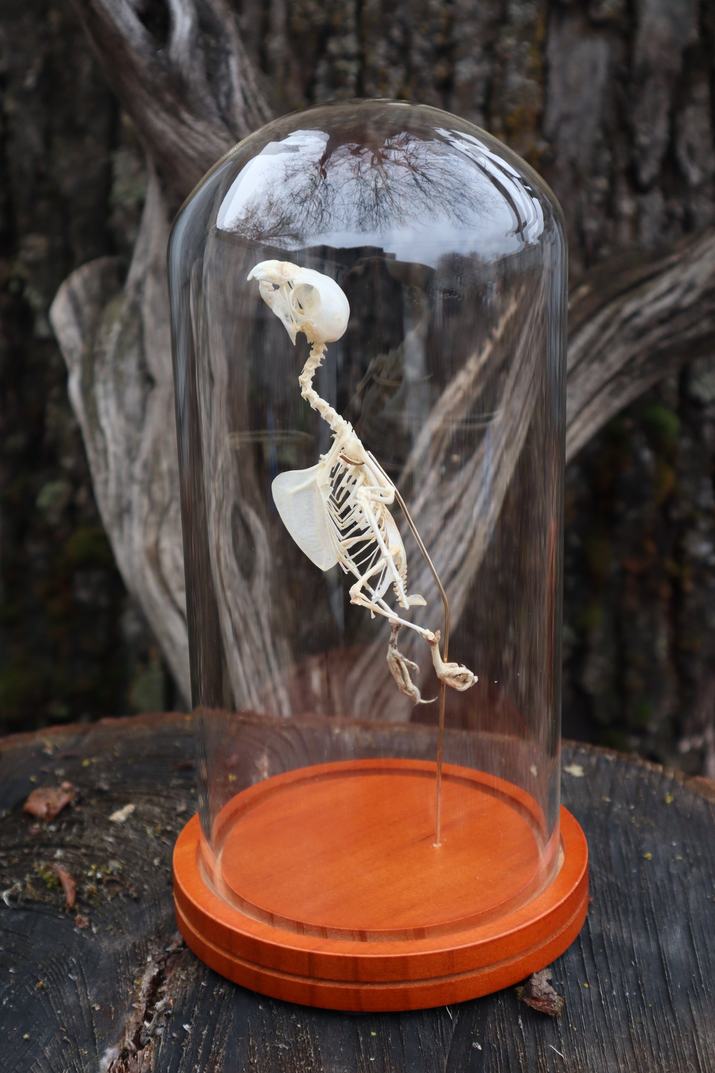 Articulated Parakeet Skeleton
