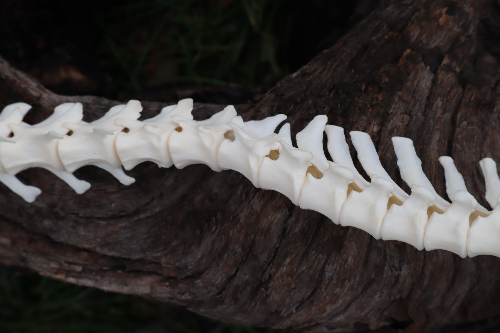 Red Fox Spinal Column Articulation