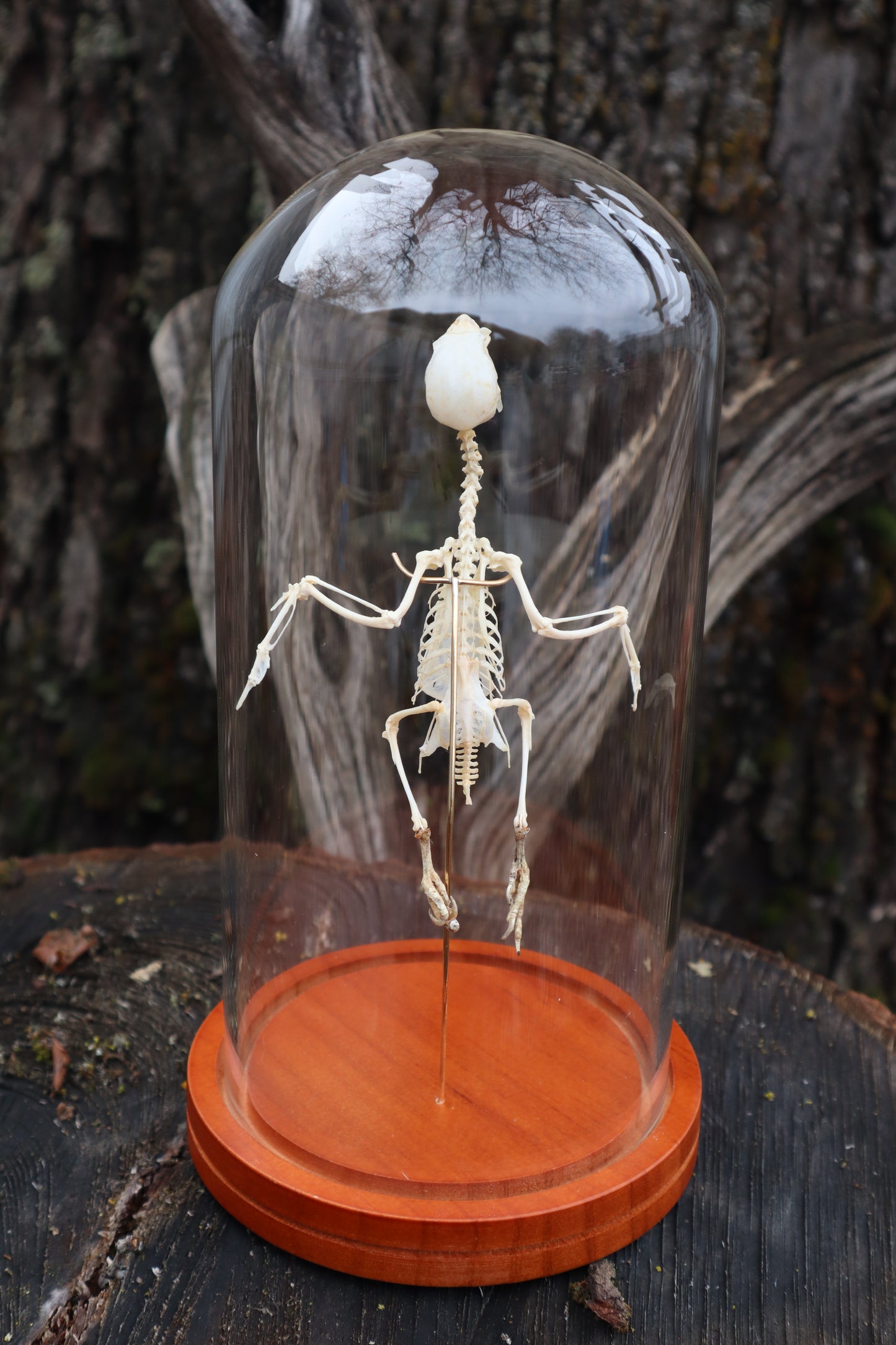 Articulated Parakeet Skeleton