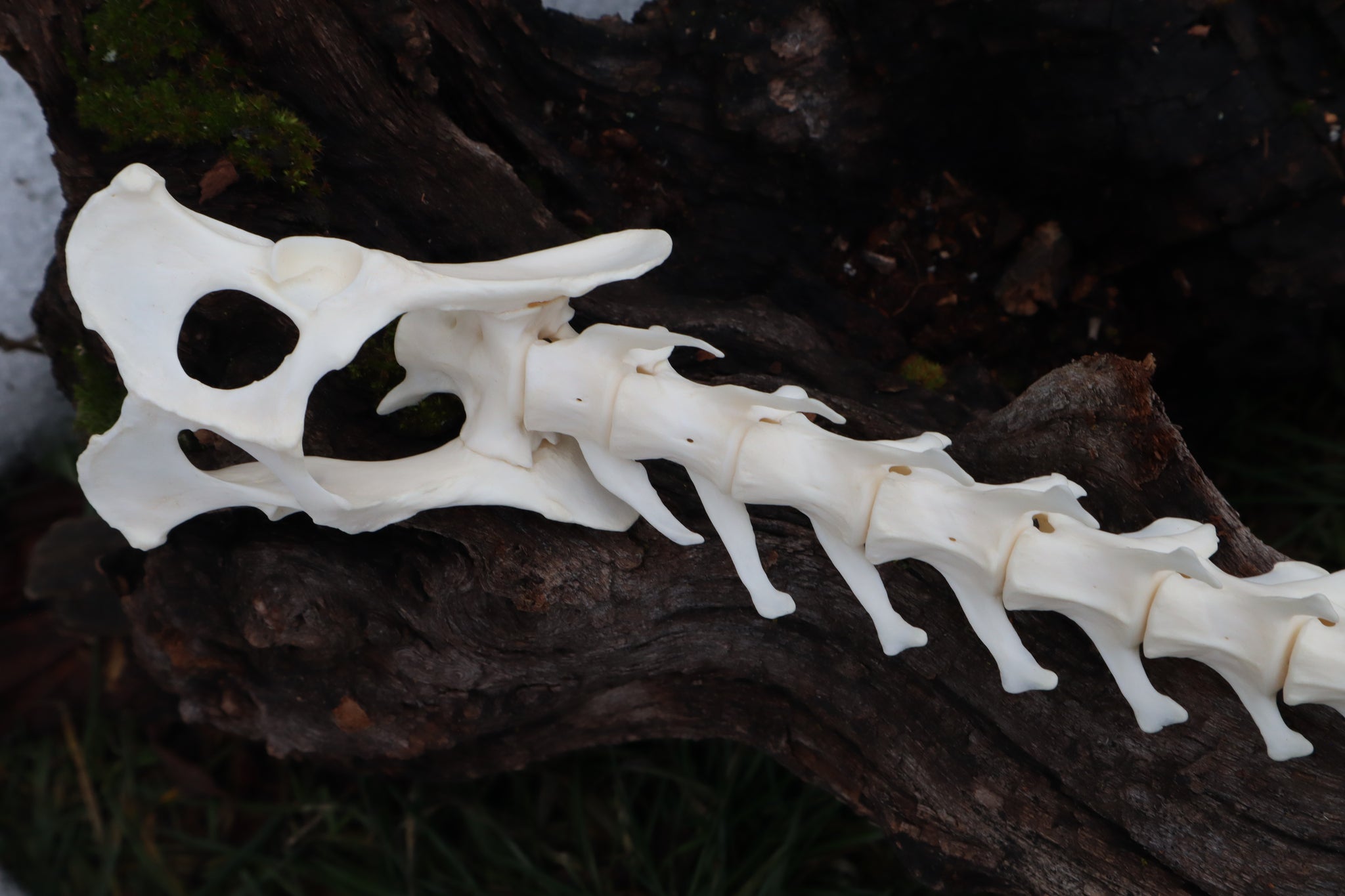 Red Fox Spinal Column Articulation