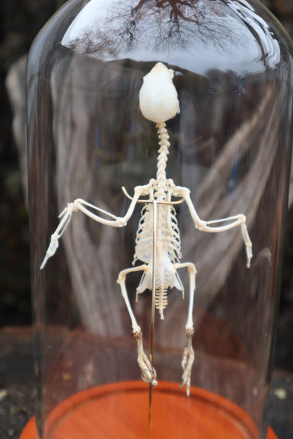 Articulated Parakeet Skeleton