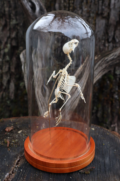 Articulated Parakeet Skeleton