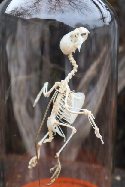 Articulated Parakeet Skeleton