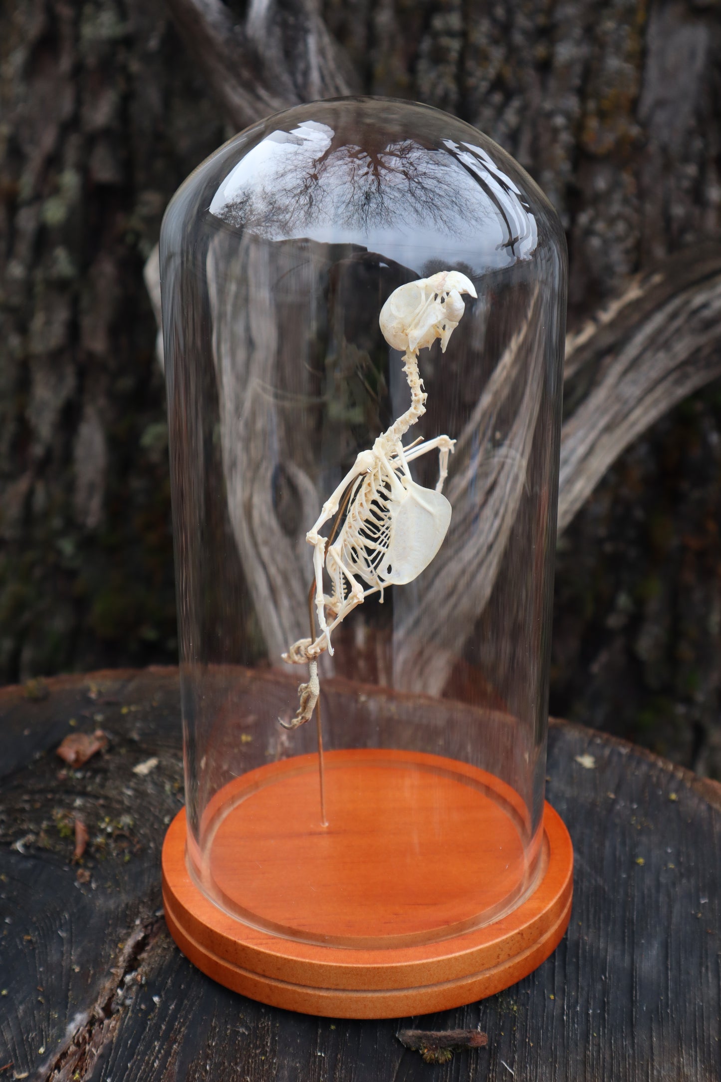 Articulated Parakeet Skeleton