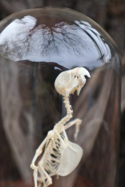 Articulated Parakeet Skeleton