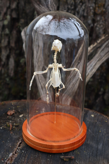 Articulated Parakeet Skeleton