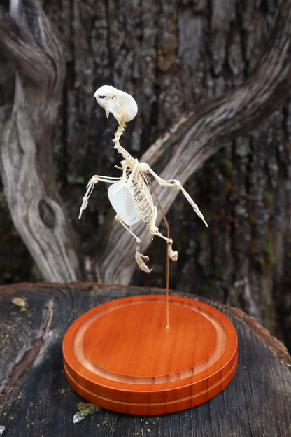 Articulated Parakeet Skeleton