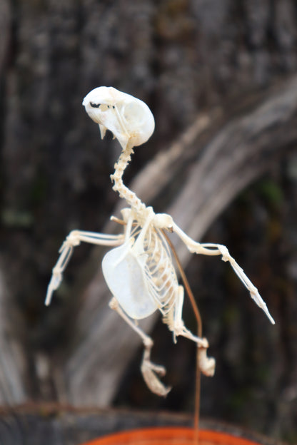 Articulated Parakeet Skeleton
