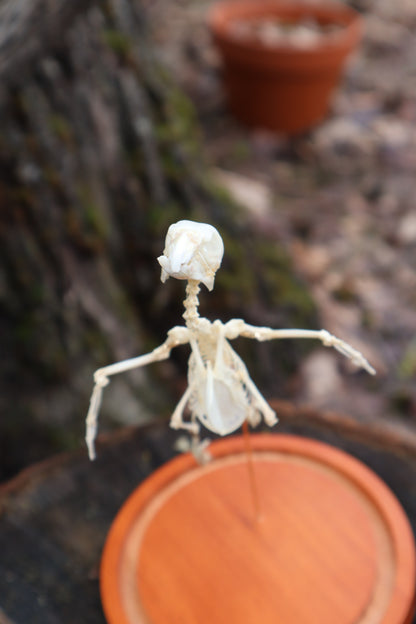Articulated Parakeet Skeleton
