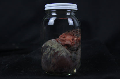 Coyote Heart Wet Specimen
