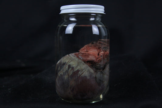 Coyote Heart Wet Specimen