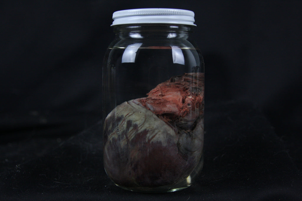 Coyote Heart Wet Specimen