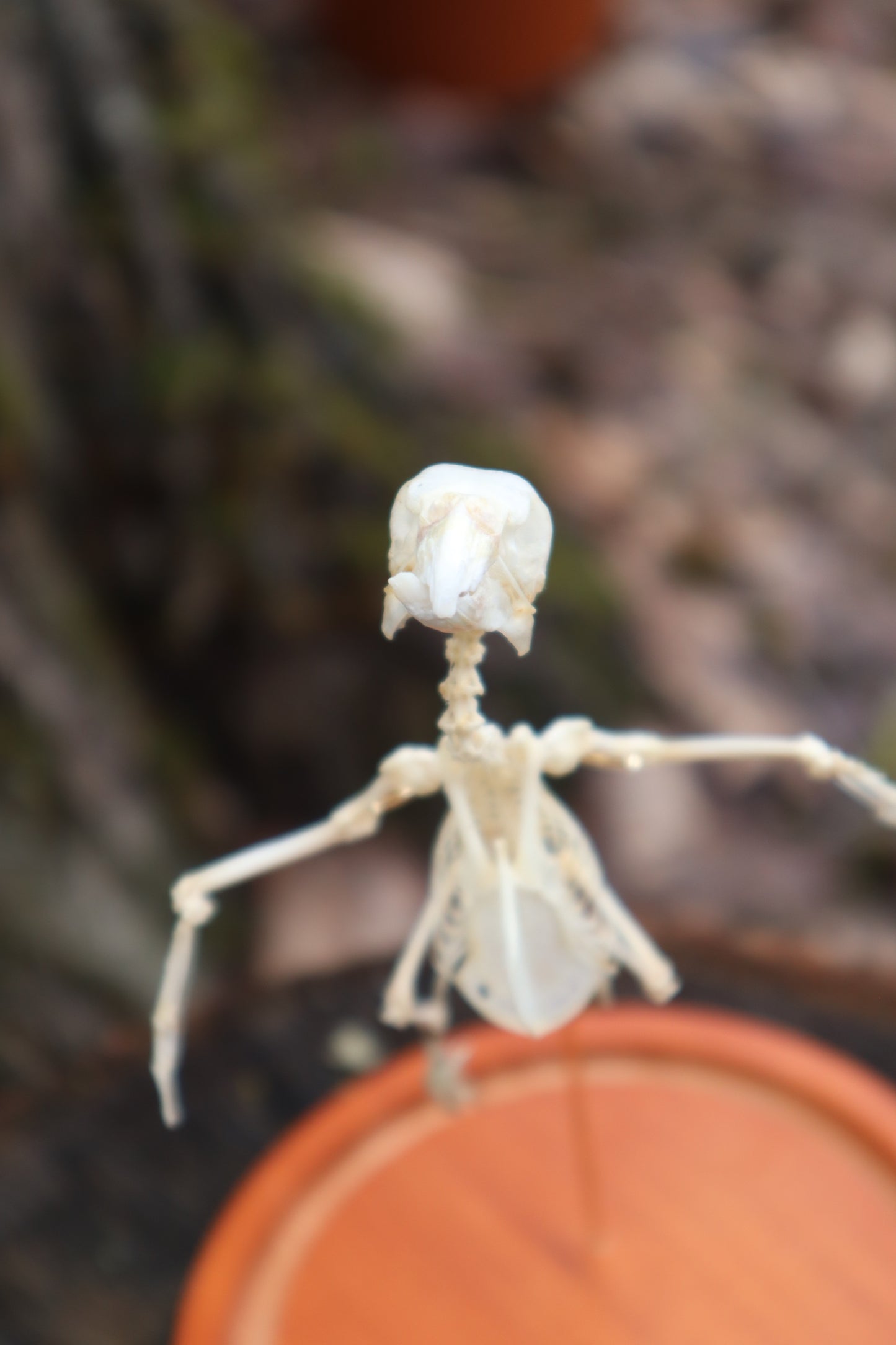 Articulated Parakeet Skeleton