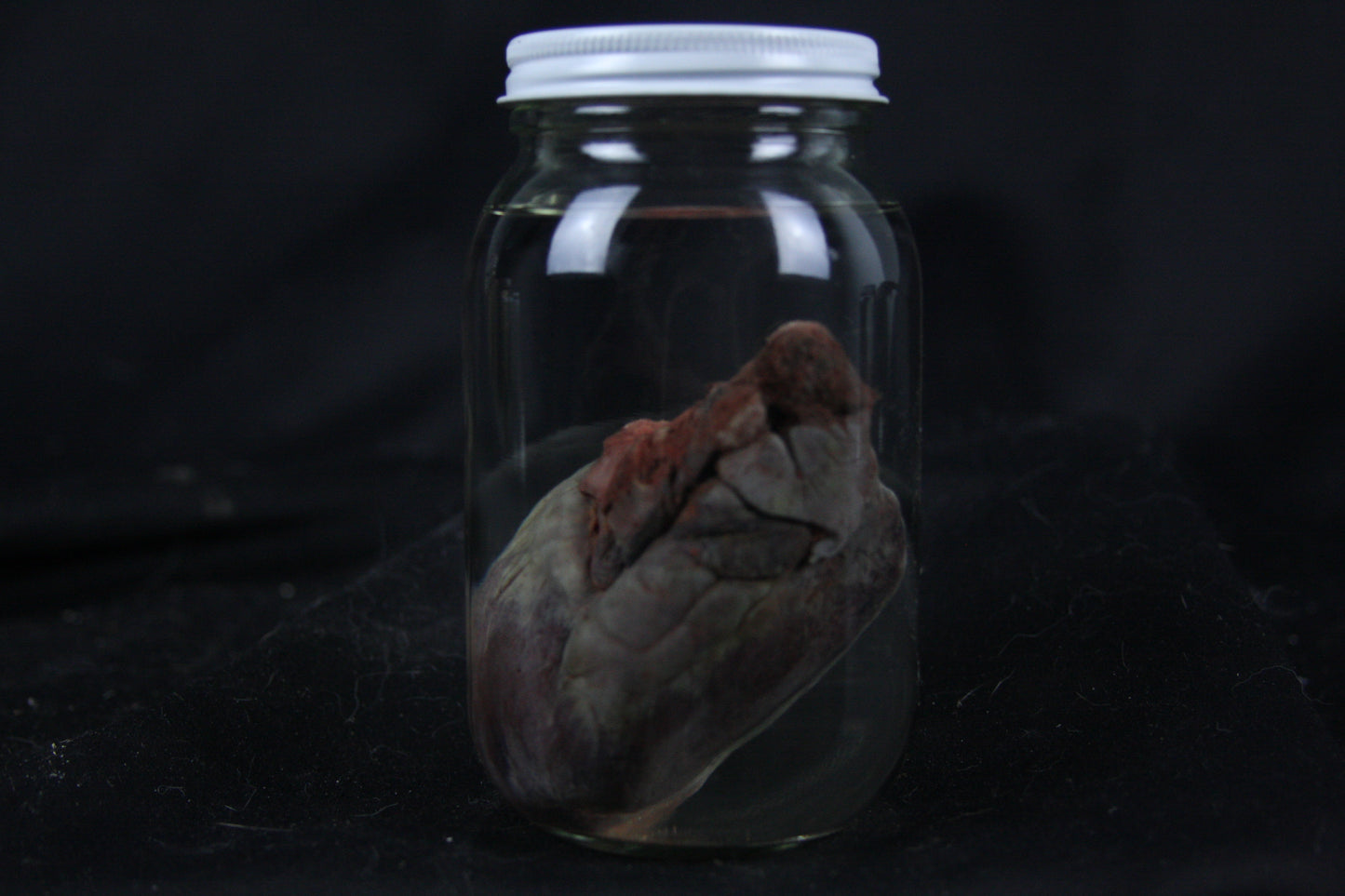 Coyote Heart Wet Specimen