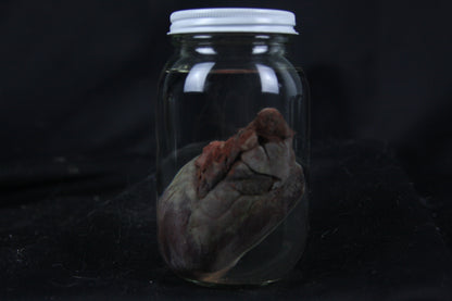 Coyote Heart Wet Specimen