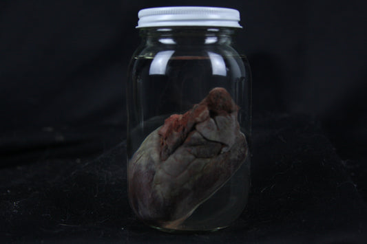 Coyote Heart Wet Specimen