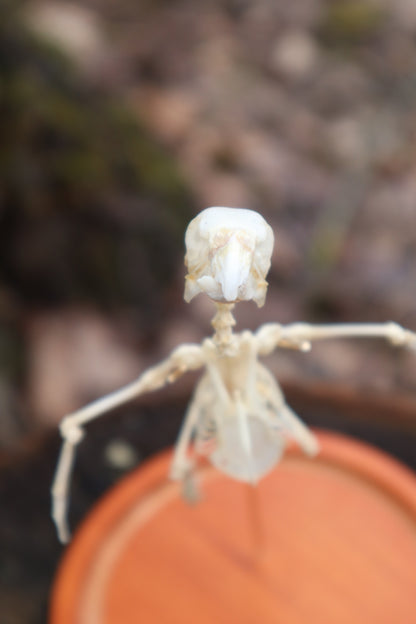 Articulated Parakeet Skeleton