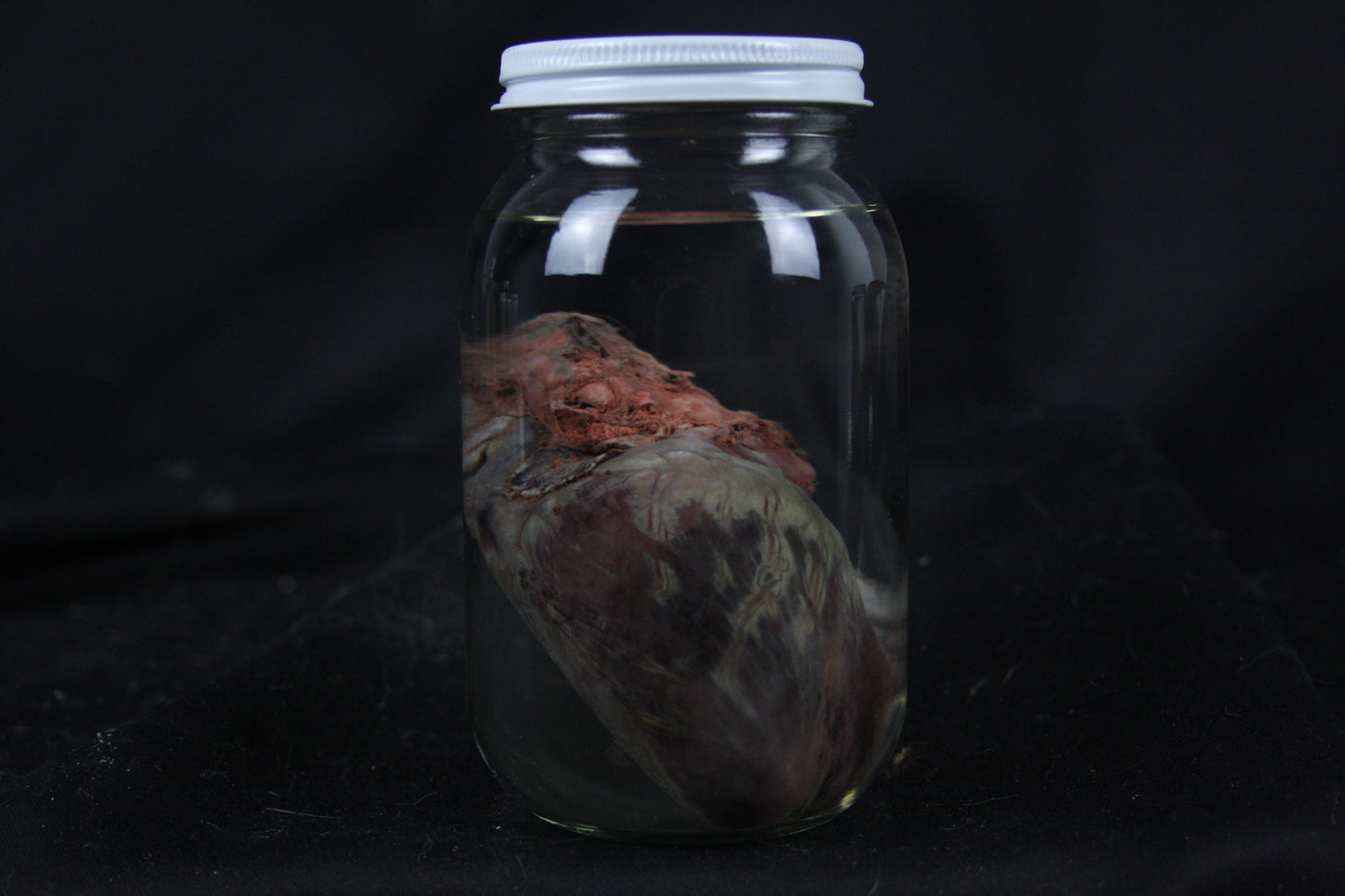 Coyote Heart Wet Specimen