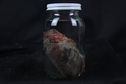 Coyote Heart Wet Specimen