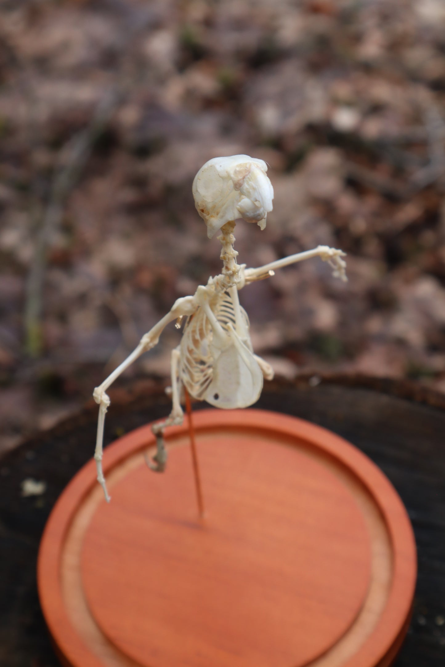 Articulated Parakeet Skeleton