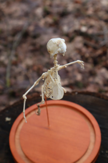 Articulated Parakeet Skeleton