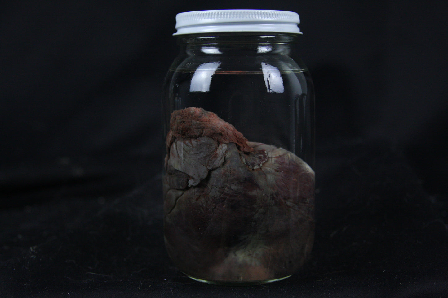Coyote Heart Wet Specimen