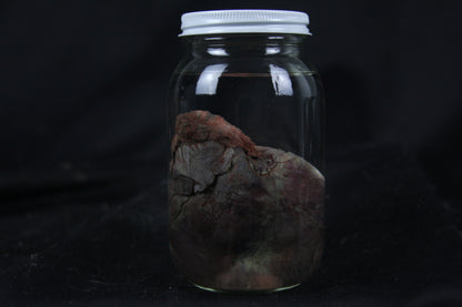 Coyote Heart Wet Specimen