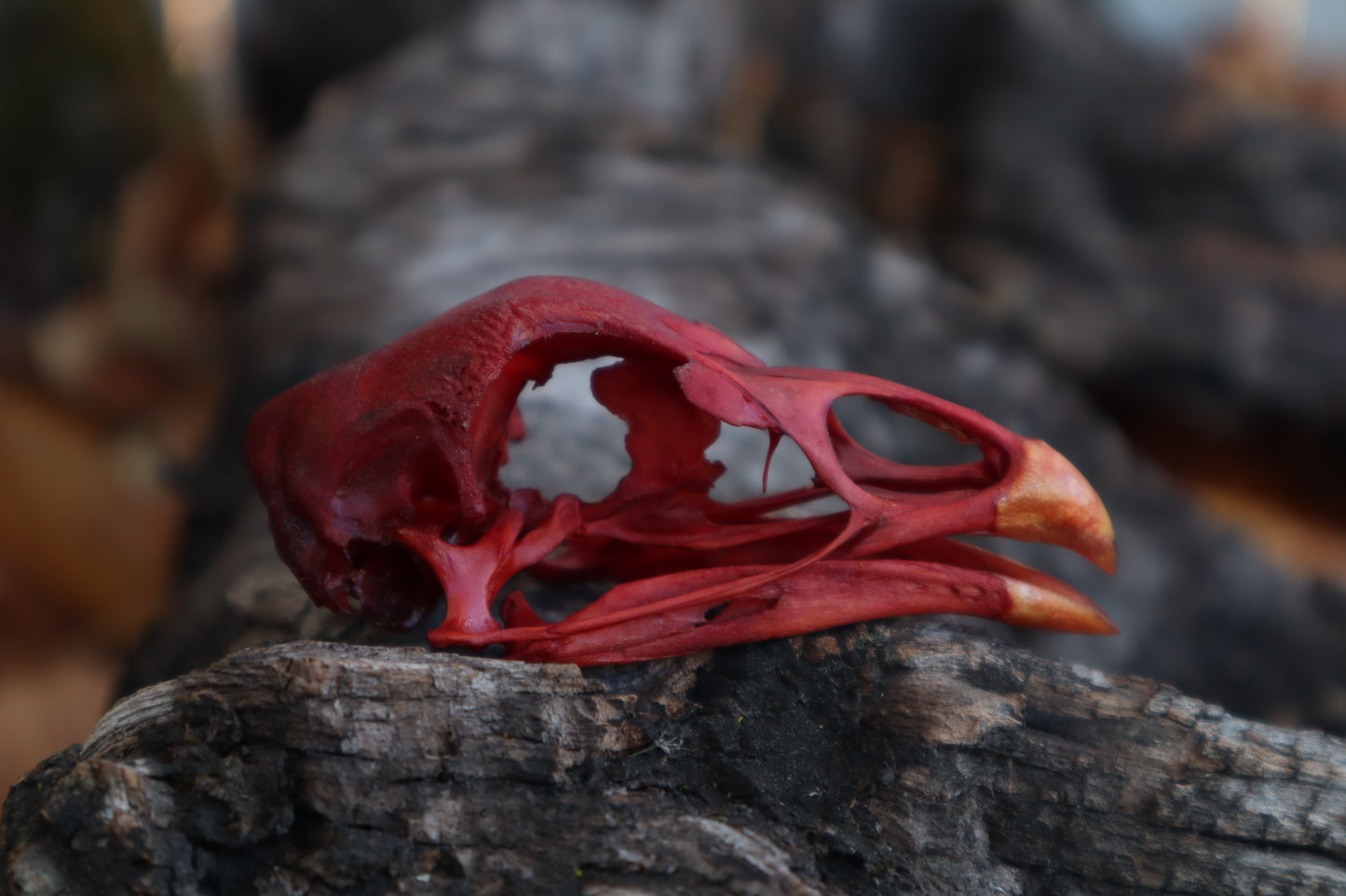 Naturally Stained Chicken Skull