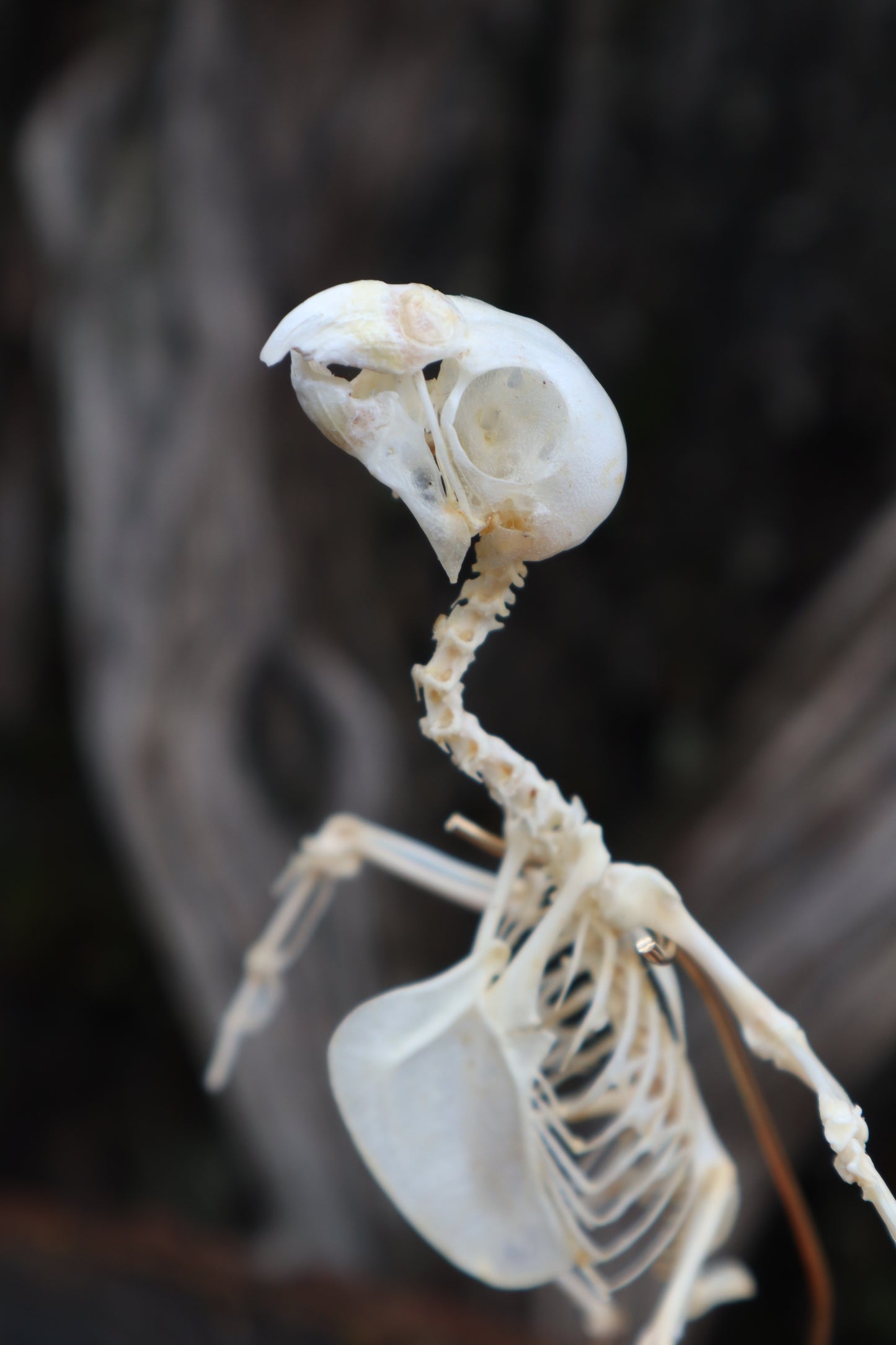 Articulated Parakeet Skeleton