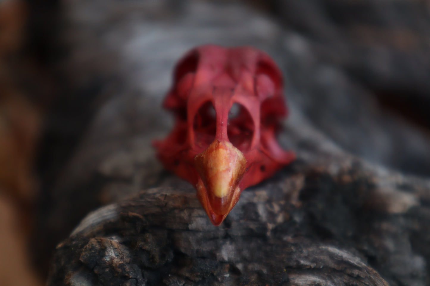Naturally Stained Chicken Skull